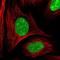 Progastricsin antibody, NBP1-91011, Novus Biologicals, Immunofluorescence image 