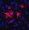 Morphogenetic neuropeptide antibody, 26183-D680, Invitrogen Antibodies, Immunofluorescence image 