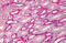 Aldolase, Fructose-Bisphosphate A antibody, MBS241596, MyBioSource, Immunohistochemistry frozen image 