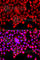 Tyrosyl-DNA Phosphodiesterase 1 antibody, A7984, ABclonal Technology, Immunofluorescence image 