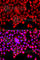 Tyrosyl-DNA phosphodiesterase 1 antibody, A7984, ABclonal Technology, Immunofluorescence image 