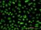 Emerin antibody, H00002010-M01, Novus Biologicals, Immunofluorescence image 