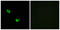 Chondroitin Polymerizing Factor antibody, LS-B12530, Lifespan Biosciences, Immunofluorescence image 