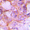 Caspase 6 antibody, LS-C351923, Lifespan Biosciences, Immunohistochemistry frozen image 