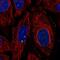Plexin Domain Containing 2 antibody, NBP2-57837, Novus Biologicals, Immunofluorescence image 