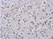 Small RNA Binding Exonuclease Protection Factor La antibody, NBP1-33549, Novus Biologicals, Immunohistochemistry paraffin image 
