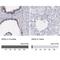 Arginase 2 antibody, NBP1-86189, Novus Biologicals, Immunohistochemistry paraffin image 