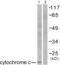 Cytochrome C, Somatic antibody, abx013057, Abbexa, Western Blot image 
