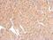 Tetraspanin 3 antibody, PA5-28514, Invitrogen Antibodies, Immunohistochemistry frozen image 