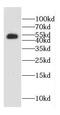 M-phase inducer phosphatase 3 antibody, FNab01523, FineTest, Western Blot image 