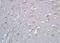 T-Box 6 antibody, orb158578, Biorbyt, Immunohistochemistry paraffin image 
