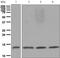 Ring-Box 1 antibody, ab133565, Abcam, Western Blot image 