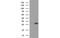 Bridging Integrator 3 antibody, MBS831729, MyBioSource, Western Blot image 