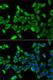 Hydroxyacyl-CoA Dehydrogenase Trifunctional Multienzyme Complex Subunit Alpha antibody, 14-909, ProSci, Immunofluorescence image 