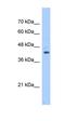 Guanine nucleotide-binding protein G(s) subunit alpha isoforms short antibody, orb330201, Biorbyt, Western Blot image 