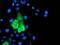 Arachidonate 15-Lipoxygenase antibody, MA5-25853, Invitrogen Antibodies, Immunocytochemistry image 
