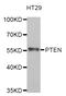 Phosphatase And Tensin Homolog antibody, STJ27469, St John