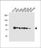 Glucuronidase Beta antibody, A02234, Boster Biological Technology, Western Blot image 