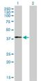 MAGE Family Member B18 antibody, H00286514-B01P, Novus Biologicals, Western Blot image 