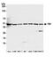 Y-Box Binding Protein 1 antibody, A303-230A, Bethyl Labs, Western Blot image 