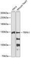 Transient Receptor Potential Cation Channel Subfamily A Member 1 antibody, 14-496, ProSci, Western Blot image 
