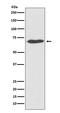 Protein Disulfide Isomerase Family A Member 2 antibody, M03275, Boster Biological Technology, Western Blot image 