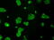 Tubulin Tyrosine Ligase Like 12 antibody, GTX83471, GeneTex, Immunofluorescence image 