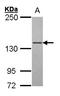 POLG antibody, LS-B4085, Lifespan Biosciences, Western Blot image 