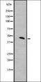 Interferon kappa antibody, orb337770, Biorbyt, Western Blot image 