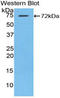 Heat Shock Protein Family A (Hsp70) Member 1 Like antibody, LS-C314228, Lifespan Biosciences, Western Blot image 