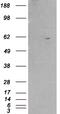 Retinoid X Receptor Beta antibody, 45-140, ProSci, Western Blot image 