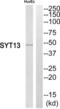 Synaptotagmin 13 antibody, abx014932, Abbexa, Western Blot image 