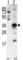Snail Family Transcriptional Repressor 1 antibody, abx031511, Abbexa, Western Blot image 