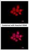 NCK Adaptor Protein 1 antibody, NBP2-19489, Novus Biologicals, Immunocytochemistry image 