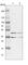 RNA Pseudouridine Synthase D3 antibody, HPA037552, Atlas Antibodies, Western Blot image 