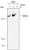 BRCA1 DNA Repair Associated antibody, AF1386, R&D Systems, Western Blot image 
