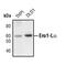 Endoplasmic Reticulum Oxidoreductase 1 Alpha antibody, PA5-17324, Invitrogen Antibodies, Western Blot image 