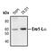 Endoplasmic Reticulum Oxidoreductase 1 Alpha antibody, PA5-17324, Invitrogen Antibodies, Western Blot image 