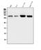 Histone Deacetylase 5 antibody, A01230-6, Boster Biological Technology, Western Blot image 