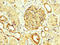 NPHS1 Adhesion Molecule, Nephrin antibody, LS-C370062, Lifespan Biosciences, Immunohistochemistry paraffin image 