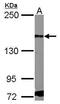 Platelet Derived Growth Factor Receptor Alpha antibody, GTX107903, GeneTex, Western Blot image 
