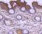 Apoptotic Peptidase Activating Factor 1 antibody, NBP2-67422, Novus Biologicals, Immunohistochemistry paraffin image 