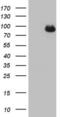  antibody, LS-C339813, Lifespan Biosciences, Western Blot image 