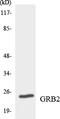 Growth Factor Receptor Bound Protein 2 antibody, LS-C292033, Lifespan Biosciences, Western Blot image 