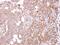 SLP-1 antibody, PA5-21557, Invitrogen Antibodies, Immunohistochemistry paraffin image 