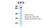 Exostosin Glycosyltransferase 2 antibody, ARP44277_P050, Aviva Systems Biology, Western Blot image 