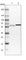 Exocyst Complex Component 7 antibody, HPA022840, Atlas Antibodies, Western Blot image 