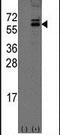 Olfactomedin 1 antibody, PA5-12291, Invitrogen Antibodies, Western Blot image 