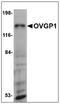 Oviductin antibody, AP23959PU-N, Origene, Western Blot image 