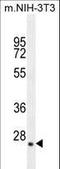 Growth Factor, Augmenter Of Liver Regeneration antibody, LS-C166441, Lifespan Biosciences, Western Blot image 